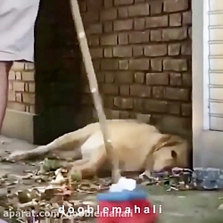 دوبله طنز حیوانات آخر خنده قسم...