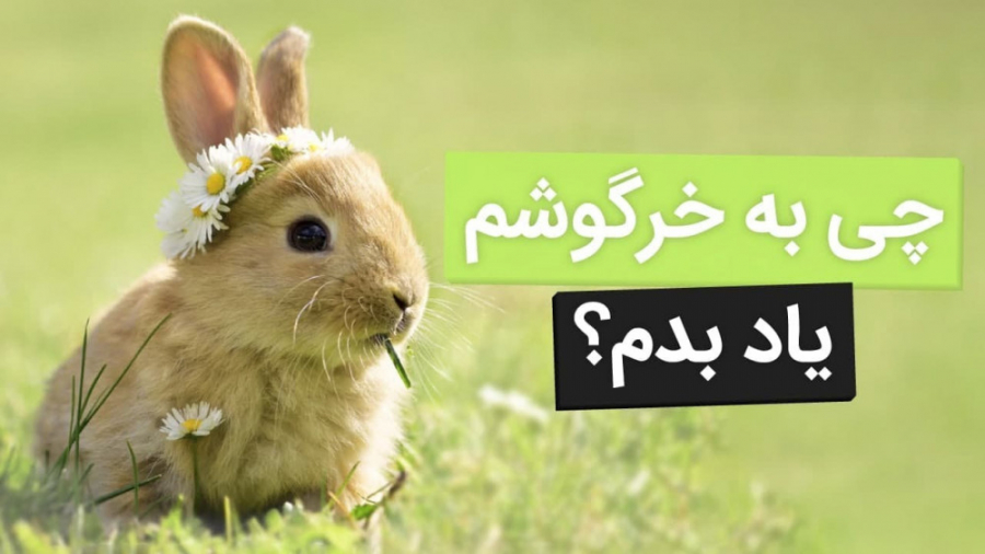 تربیت کردن خرگوش ها امکان پذیره؟ چه چیزهایی میشه به خرگوش یاد داد؟ لمینت