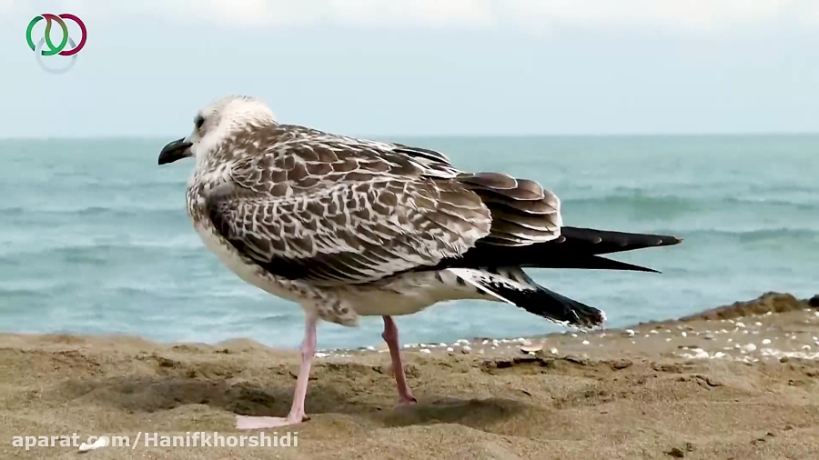 مستند یوگا سلامت روان - فیلمی از حنیف خورشیدی