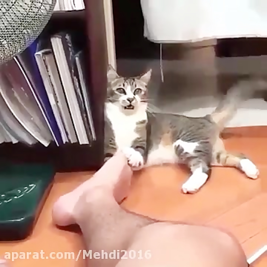 Кот кусает за ноги