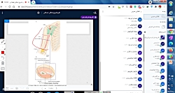14 آناتومی ناحیه ای بازو ،اسکل...