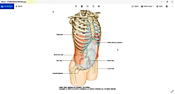 5 3 آناتومی عضلات شکم (آناتومی...