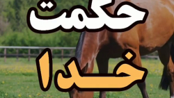 حکمت خدا