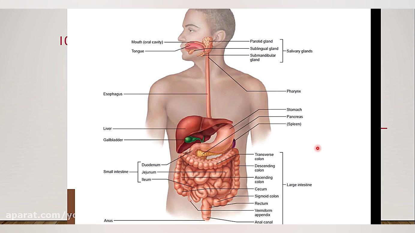 1-5 آناتومی دستگاه گوارش (آناتومی عمومی) دندانپزشکی کودکان