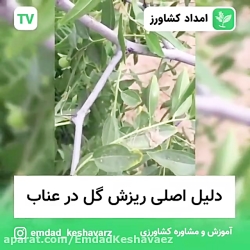 دلیل ریزش گل در عناب
