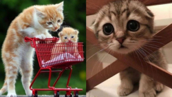 حیوانات خانگی | بامزه ترین و خ...