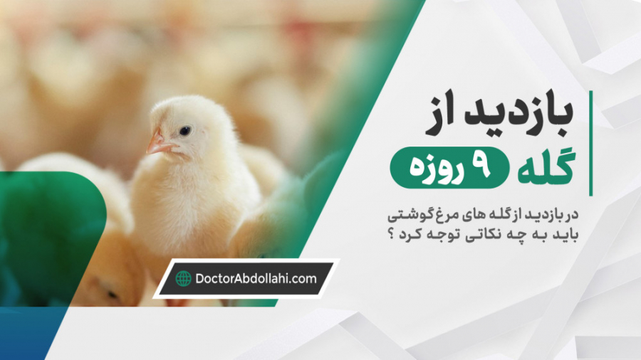 بازید از گله 9 روزه مرغ گوشتی دکتر محمد مهدی عبدالهی (دامپزشک)