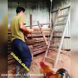 خروس با غیرت