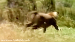 جنگ شدید بین حیوانات  زرافه شی...