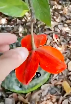 فلیم کلیپ میوه های جالب عجیب ل...