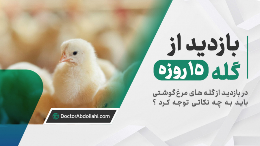 بازدید از سالن پرورش مرغ گوشتی در سن 15 روزگی دکتر محمد مهدی عبدالهی (دامپزشک)