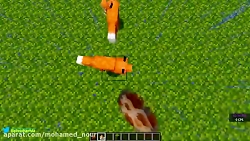 Foxes have a well developed AI