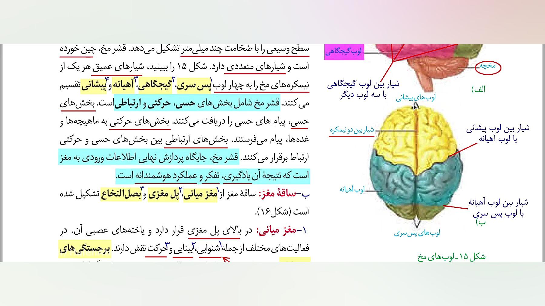 آموزش زیست یازدهم.فصل 1. گفتار 2. 1- ساختار دستگاه عصبی. مغز. مدرس: هاله عطریان میکرونیدلینگ