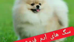 کلیپ خنده دار