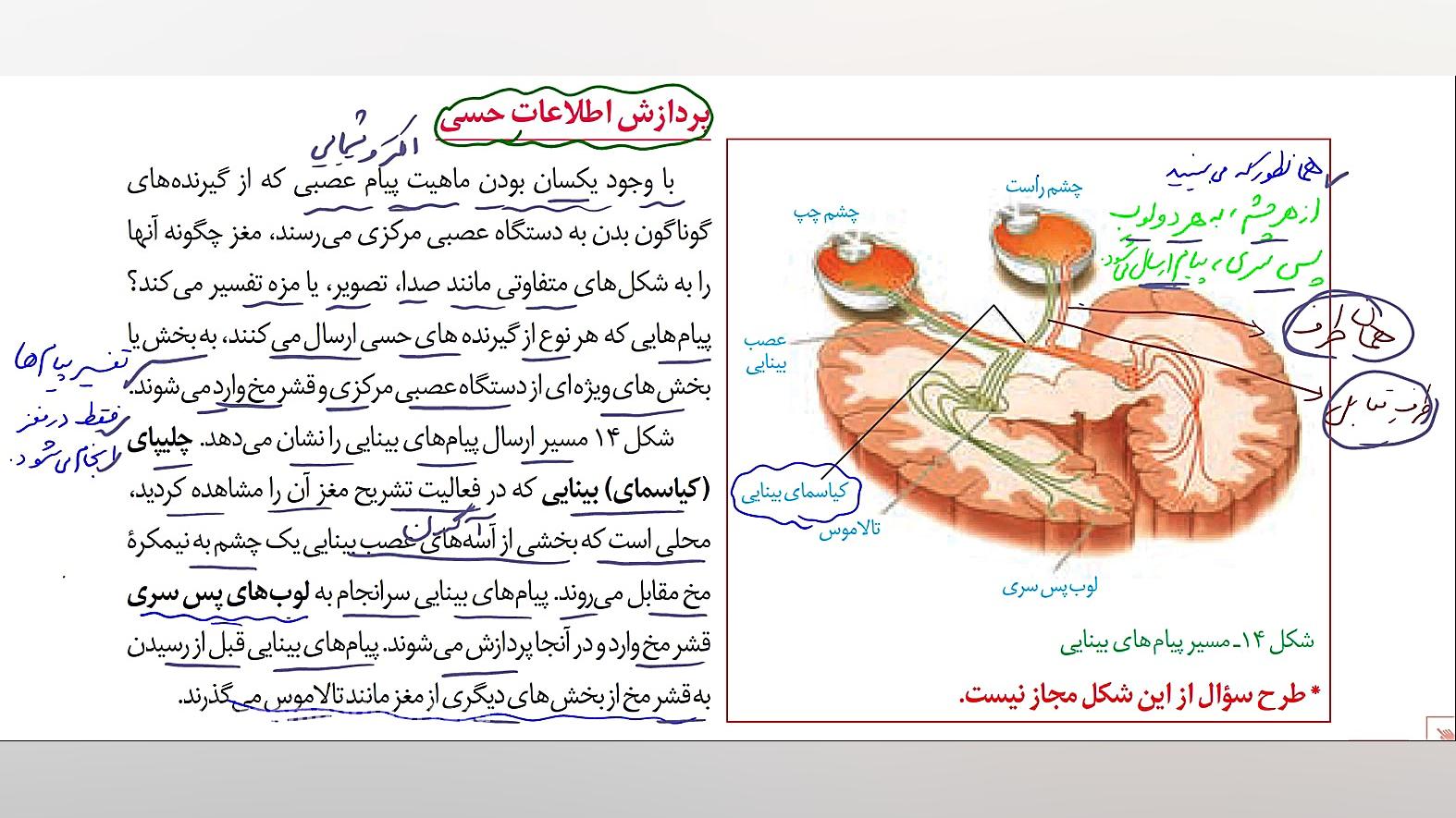 شماره 16--حس بویایی و چشایی -پردازش اطلاعات حسی- زیست2 جراحی بینی