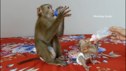 شیر خوردن میمون های بامزه