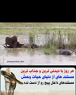 مستند حیات وحش / حمله کروکدیل به شیر برای تصاحب شکار