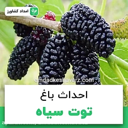 احداث باغ توت سیاه