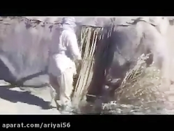 فیلم&zwnj; بلوچی وحدت تپاکی