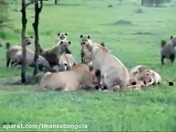 کفتار ها شکار ۳ شیر را میرباین...