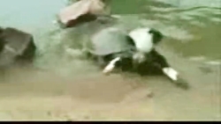 لاک پشت نینجا واقعی