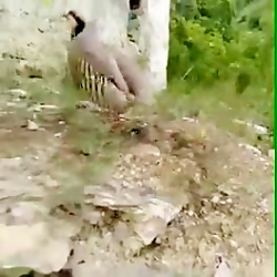 کبک مست