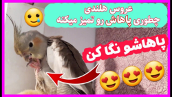 عروس هلندی چطوری پاهاش رو تمیز...