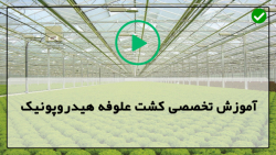 آموزش مجازی کشت علوفه هیدروپونیک-شرایط مناسب برای کشت-علت زرد شدن برگ ها