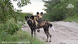 جنگ حیوانات وحشی 2021 :: تقابل...