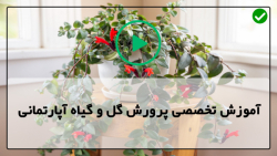آموزش پرورش گل و گیاه آپارتمانی -  آموزش حرفه ای پرورش گل و گیاه آپارتمانی