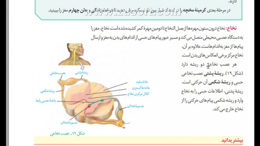 زیست یازدهم ـ فصل اول ـ گفتار دوم ـ نخاع و دستگاه عصبی محیطی جرمگیری
