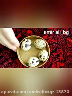 دان بلدرچین