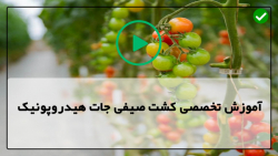 آموزش حرفه ای  کشت صیفی جات هیدروپونیک-پرورش خیار هیدروپونیک به صورت اصولی