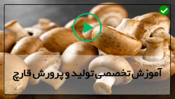 آموزش پرورش قارچ - آموزش پرورش قارچ با کاه - آموزش پرورش قارچ شیتاکا