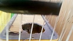 مرغ عشق