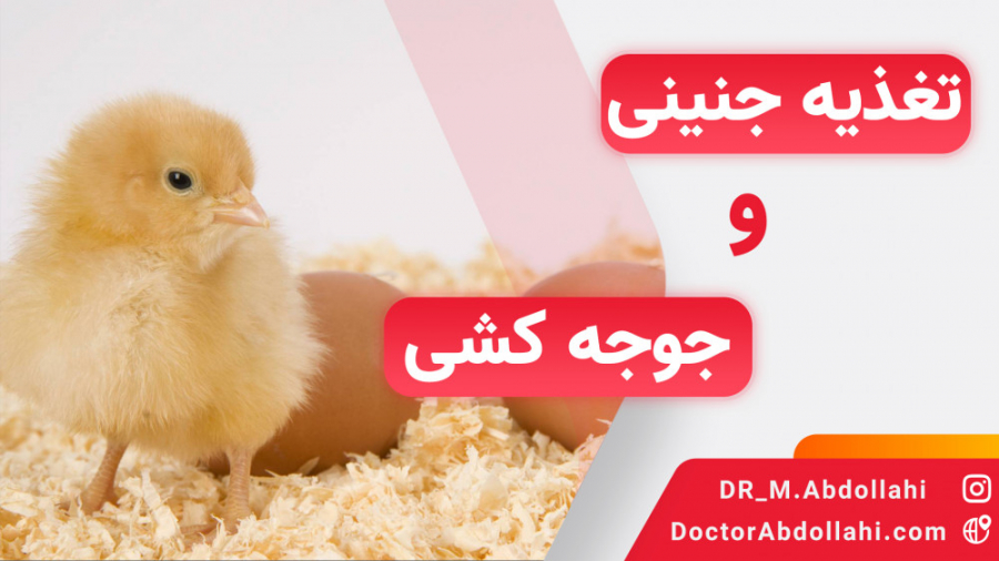 معرفی دوره آموزشی تغذیه جنینی و جوجه کشی در پرورش مرغ گوشتی دکتر محمد مهدی عبدالهی (دامپزشک)