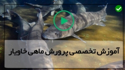 آموزش پرورش ماهی خاویار - پرورش انواع ماهی - درمان بیماری های رایج