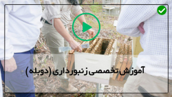 آموزش حرفه ای زنبورداری-پرورش زنبور عسل-انتقال کندوهای مرکزی به کندو بزرگ