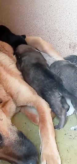 سگی به اسم نازی که صاحب چند تو...