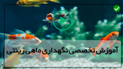آموزش پرورش ماهی زینتی - ماهی زینتی - پرورش ماهی Duarf Pea Puffer