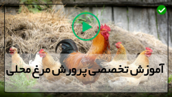 آموزش پرورش مرغ محلی - پرورش مرغ - بیان نکات ساده برای پرورش جوجه