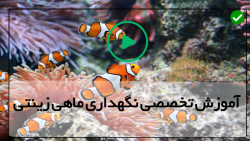آموزش پرورش ماهی زینتی-ماهی زینتی-قرنطینه کردن ماهی آب نمک