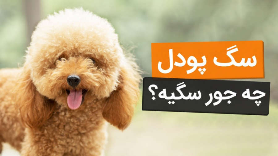 معرفی سگ نژاد پودل و ویژگی های ظاهری و رفتاری آنها زمان358ثانیه