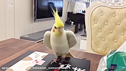 عروس هلندی رقاص سخنگو