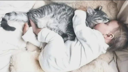 گربه های طنز و بامزه  سوپر حیو...