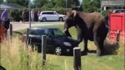 حمله حیوانات وحشی به ماشین وان...