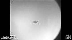 تمرکز چشم عنکبوت جهنده بر تصوی...