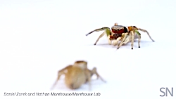 رقص جفت‌خواهی عنکبوت جهنده نر