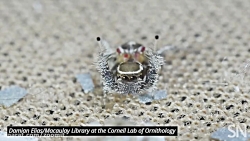 صداهای عنکبوت جهنده نر حین رقص...