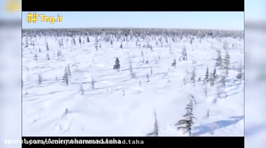 جنگل تایگا